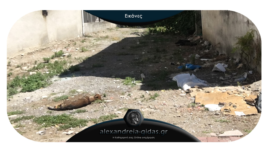 Τραγικό: Έριξαν φόλες και δηλητηρίασαν σκυλιά στην Αλεξάνδρεια