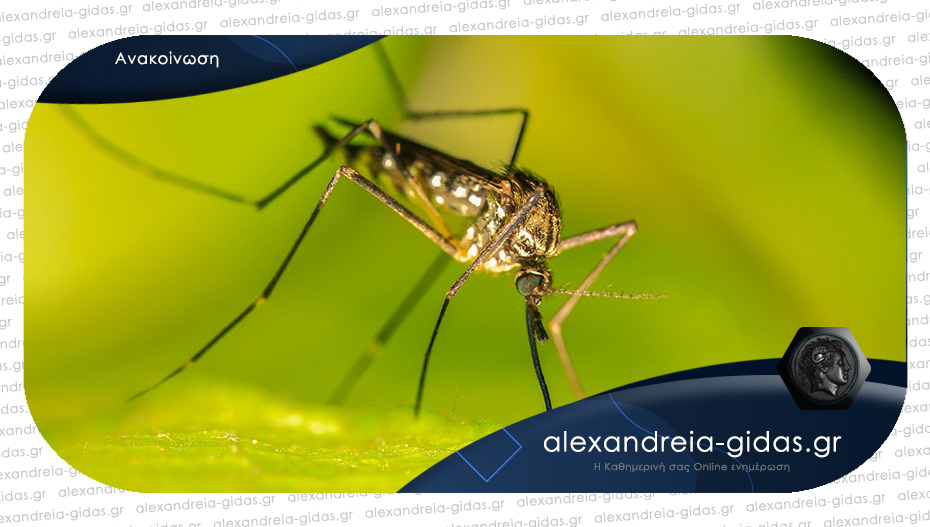 Πρόγραμμα καταπολέμησης κουνουπιών στον δήμο Αλεξάνδρειας από σήμερα Δευτέρα