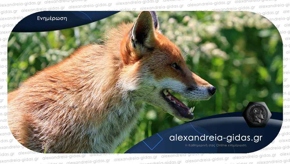 Σε ποιες περιοχές του δήμου Αλεξάνδρειας θα ρίξουν δολώματα κατά της λύσσας των άγριων ζώων