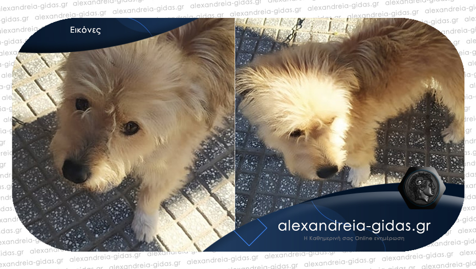 Σκυλάκος με λουράκι κυκλοφορεί στη Βετσοπούλου – αν τον χάσατε, επικοινωνήστε!