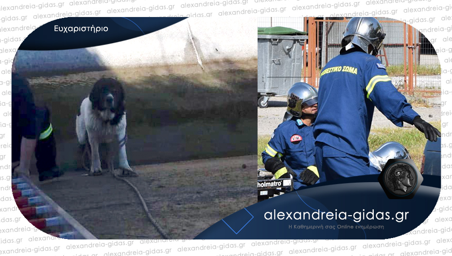 Οι πυροσβέστες της Αλεξάνδρειας έσωσαν έναν σκύλο μέσα από κανάλι