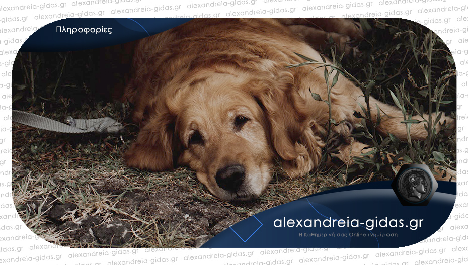 Δηλητηρίασαν σκυλιά και στην Αγκαθιά του δήμου Αλεξάνδρειας