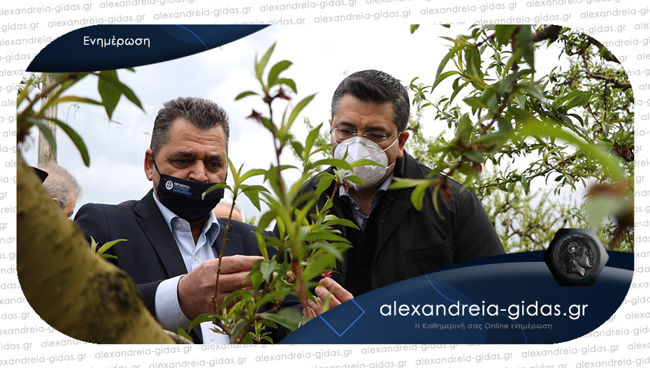 Στα χωράφια της Ημαθίας που επλήγησαν από τον παγετό Καλαϊτζίδης – Τζιτζικώστας