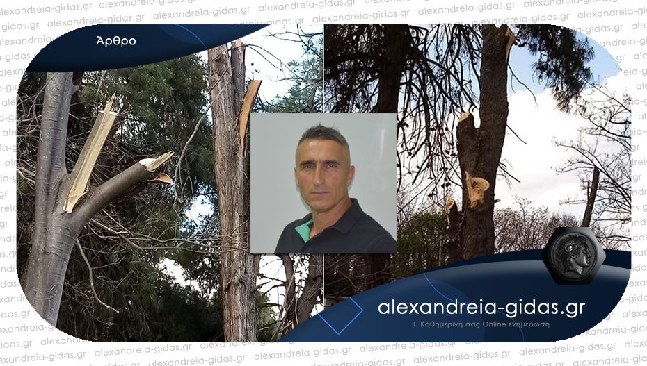 Ο Θέμης Σιδηρόπουλος για το κλάδεμα δέντρων στην Αλεξάνδρεια: Κρανίου τόπος η πόλη