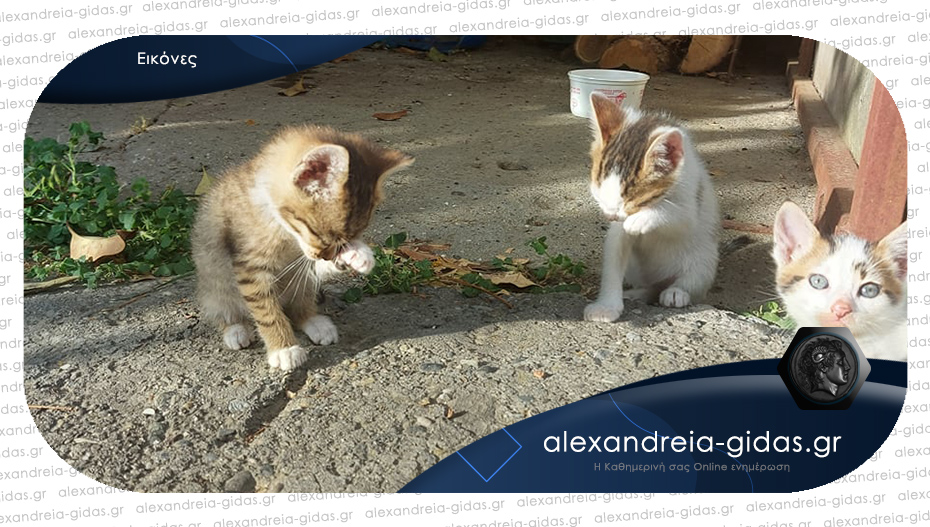 Τρία πανέμορφα γατάκια ψάχνουν σπίτι στην Αλεξάνδρεια!