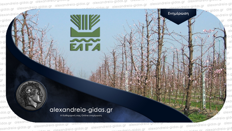 Δηλώσεις ζημίας στις καλλιέργειες του δήμου Αλεξάνδρειας από το χαλάζι του Ιουνίου 2022