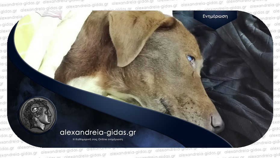 Έριξαν φόλα σε τυφλή σκυλίτσα στη Νάουσα που συγκίνησε το πανελλήνιο