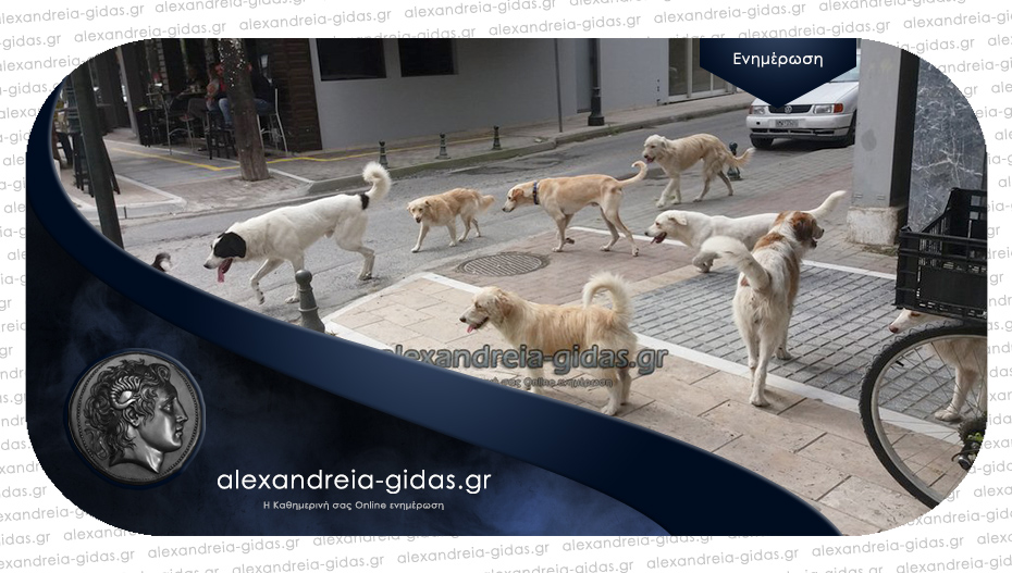 Αδέσποτα επιτέθηκαν και τραυμάτισαν μαθήτρια του ΕΠΑΛ Αλεξάνδρειας