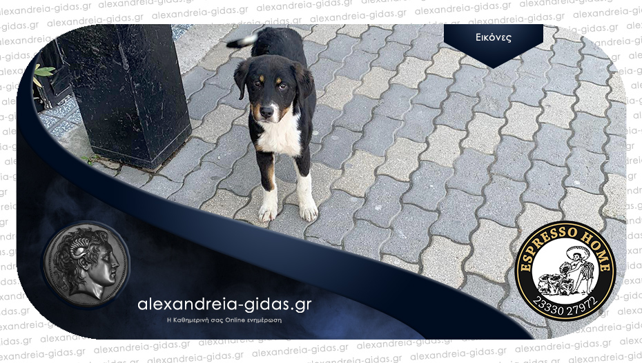 Βρέθηκε αυτός ο σκυλάκος στην Αλεξάνδρεια – αν τον ψάχνετε, είναι στο ESPRESSO HOME!