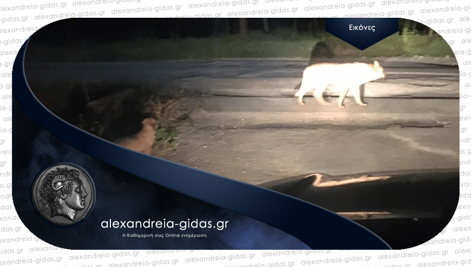 Αναγνώστης: “Είδαμε λύκαινα με λυκόπουλο σε χωριό του δήμου Αλεξάνδρειας”