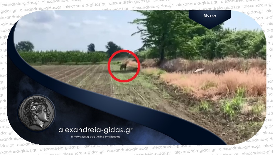 Αγρότης κατέγραψε λύκο στο χωράφι του στον δήμο Αλεξάνδρειας