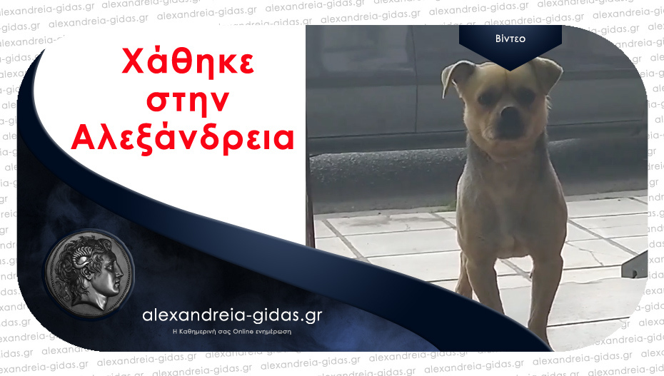 Χάθηκε ο Όσκαρ στην Αλεξάνδρεια – βοηθήστε!