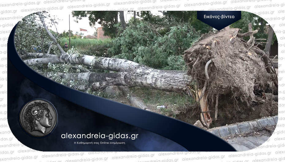 Μεγάλες καταστροφές στην πλατεία Παπαντωνίου – δέντρα έπεσαν στην παιδική χαρά και σε καλώδια