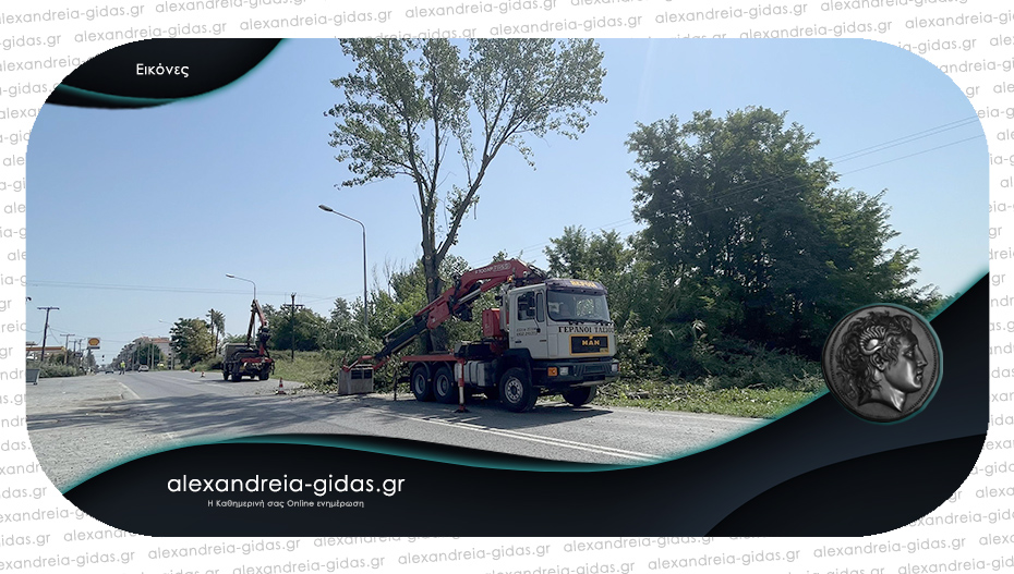 Κόβονται τα επικίνδυνα δέντρα στην είσοδο της Αλεξάνδρειας