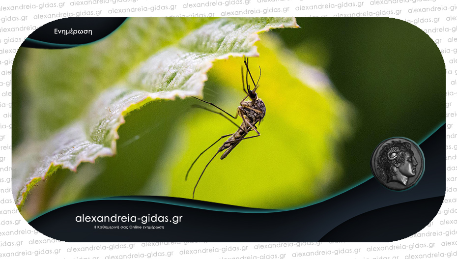 Ψεκασμοί για τα κουνούπια στα χωριά του δήμου Αλεξάνδρειας – δείτε το πρόγραμμα