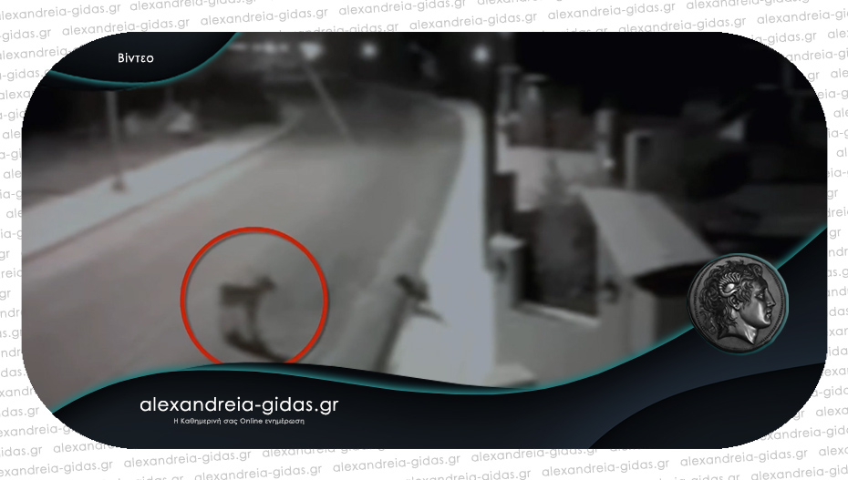 Πεινασμένοι λύκοι σκοτώνουν αδέσποτους σκύλους στο Μικρό Μοναστήρι