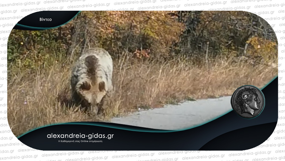 Αρκούδα εμφανίστηκε σε περιοχή της Ημαθίας – την κατέγραψε σε βίντεο κυνηγός!