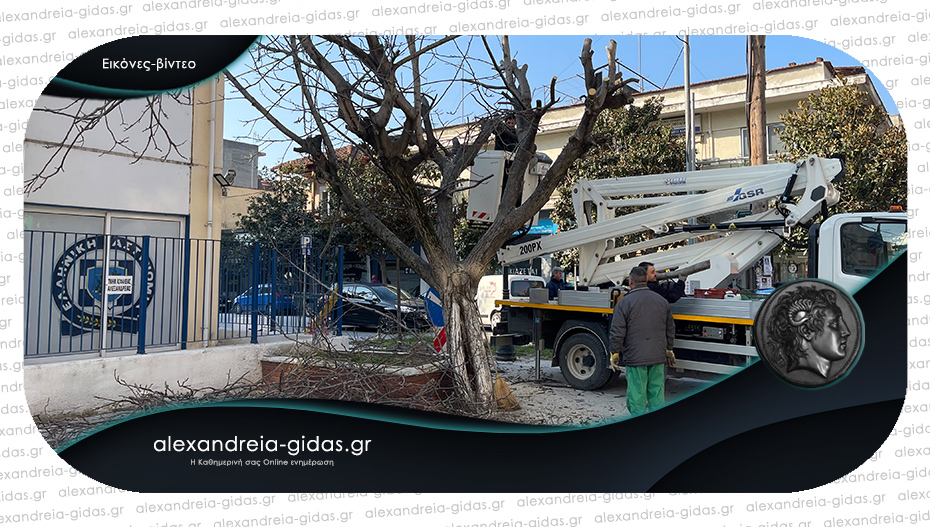 Κλάδεψαν το πρωί το δέντρο μπροστά στην αστυνομία – κλειστή για λίγο η Παπάγου