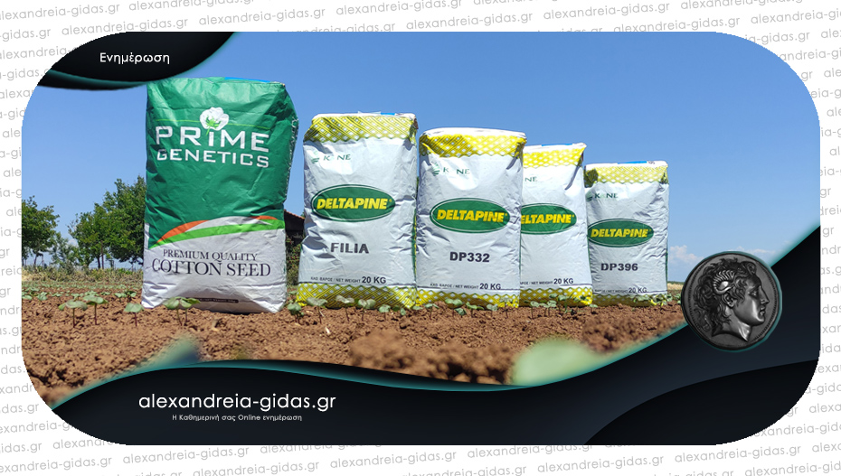 Κ&Ν Ευθυμιάδης: Οι ποικιλίες βαμβακιού που αναβαθμίζουν την καλλιέργεια και αυξάνουν τις αποδόσεις!