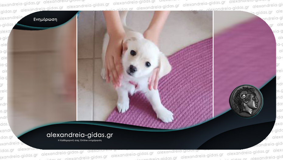 Χάθηκε σκυλάκι στην Αλεξάνδρεια – βοηθήστε!