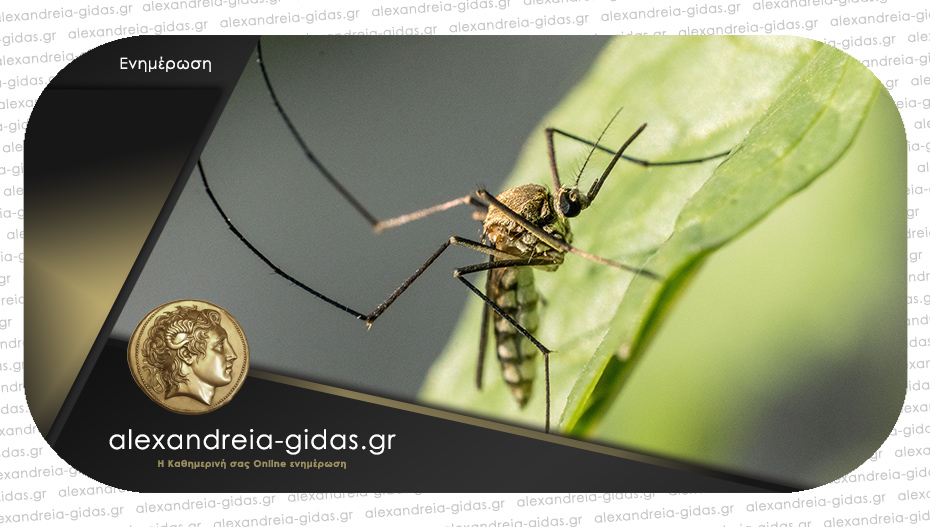 Πρόγραμμα καταπολέμησης κουνουπιών – σε ποια χωριά του δήμου Αλεξάνδρειας θα γίνει