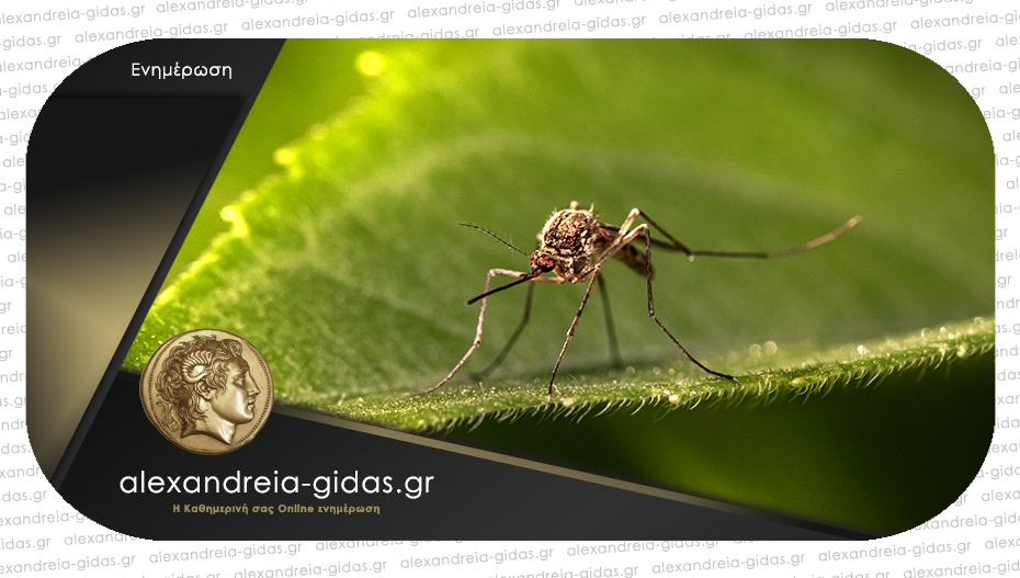 Πρόγραμμα καταπολέμησης κουνουπιών – που θα γίνει στον δήμο Αλεξάνδρειας