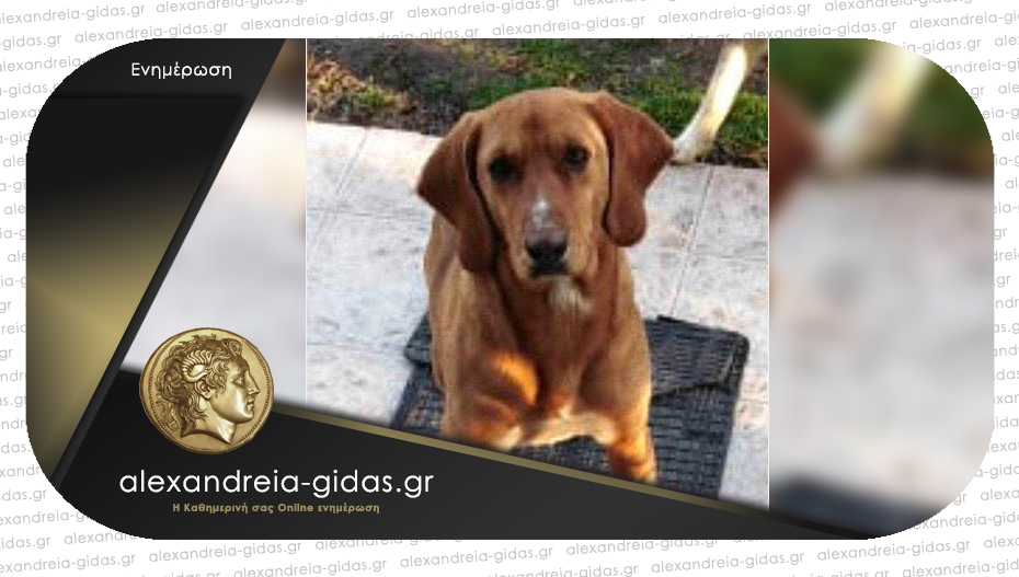 Χάθηκε η σκυλίτσα στον δήμο Αλεξάνδρειας – βοηθήστε!
