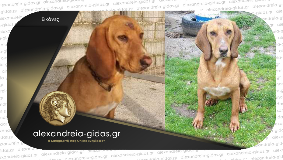 Χάθηκε σκυλίτσα στον δήμο Αλεξάνδρειας – κινδυνεύει η ζωή της, βοηθήστε!