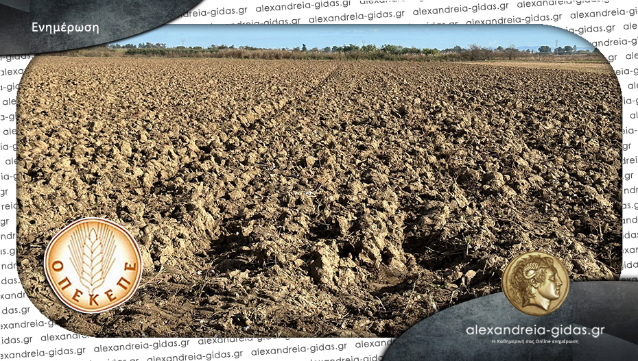 608 εκατ. ευρώ σε 458.445 παραγωγούς από τον ΟΠΕΚΕΠΕ για οικολογικά σχήματα, βαμβάκι και βασική ενίσχυση