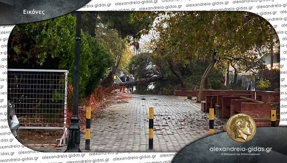 Απίστευτο! Έπεσε δέντρο στον πεζόδρομο Αλεξάνδρειας – κινδύνεψαν μαθητές