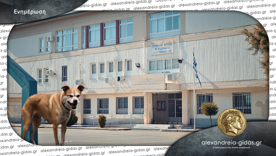 Αδέσποτος σκύλος δάγκωσε μαθητή στο 2ο Λύκειο Αλεξάνδρειας