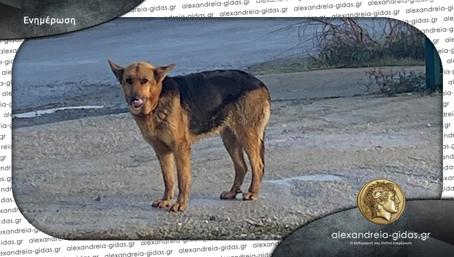 Βρέθηκε σκυλάκος στην Αλεξάνδρεια – αν τον χάσατε, επικοινωνήστε!