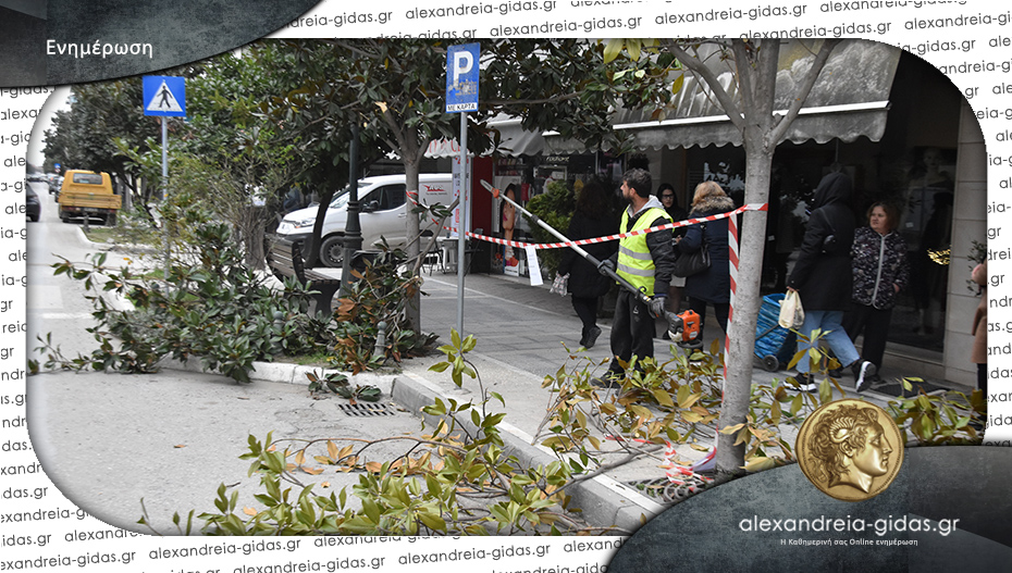 Δευτέρα και Τρίτη θα συνεχιστούν οι εργασίες κλαδέματος δέντρων στη Βετσοπούλου