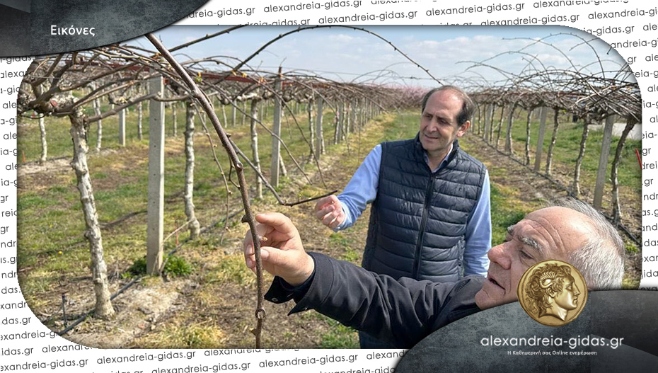 Απ. Βεσυρόπουλος: “Η αποζημίωση όσων επλήγησαν από τον παγετό πρέπει να είναι άμεση”