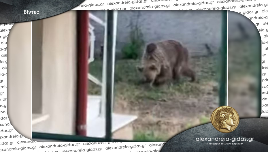 Αρκούδα κάνει βόλτες σε αυλή σπιτιού στην Εορδαία