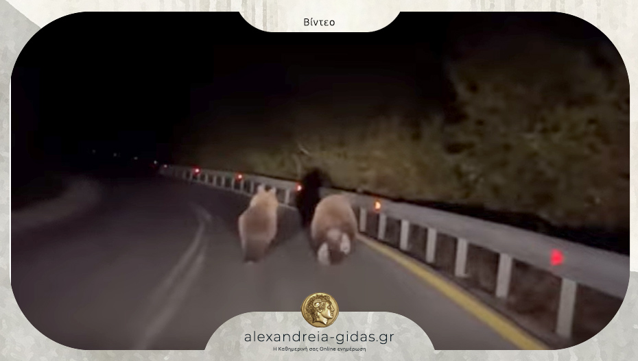 Δύο αρκούδες έκαναν βόλτες στον δρόμο προς το Σέλι – δείτε το βίντεο!