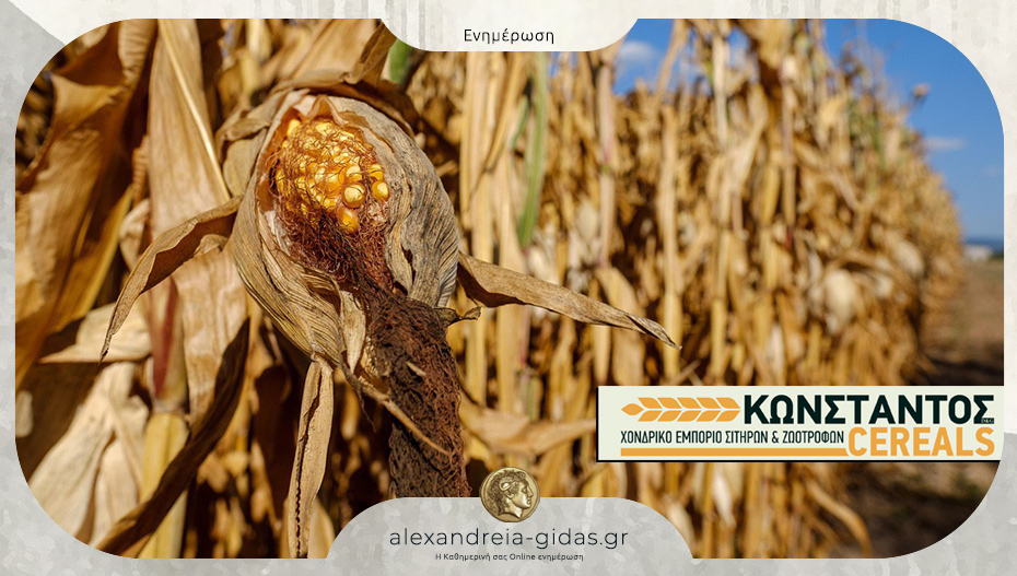 ΚΩΝΣΤΑΝΤΟΣ CEREALS στην Κυψέλη: Ο κόπος σου δεν είναι απλά παραγωγή- είναι αξία!