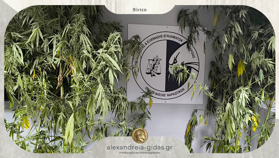 Σύλληψη για καλλιέργεια δενδρυλλίων κάνναβης σε περιοχή της Ημαθίας