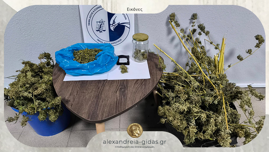 Τρεις διαφορετικές παραβάσεις για ναρκωτικά στην Ημαθία – συλλήψεις από τους αστυνομικούς