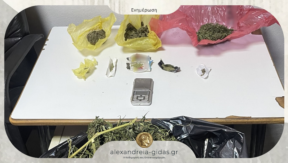 Δύο συλλήψεις στην Πέλλα για καλλιέργεια δενδρυλλίων κάνναβης