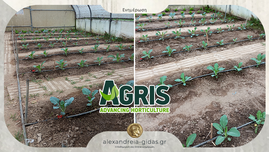 Φυτά για το σχολικό θερμοκήπιο του ΕΠΑΛ Αλεξάνδρειας από την AGRIS – ευχαριστεί το σχολείο