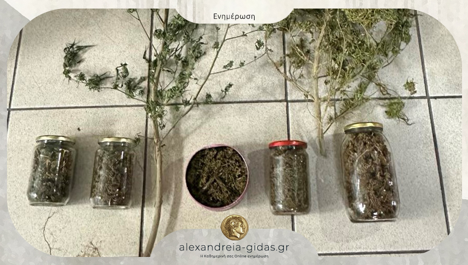 Συνελήφθη στην Κατερίνη με δενδρύλλια και βάζα κάνναβης