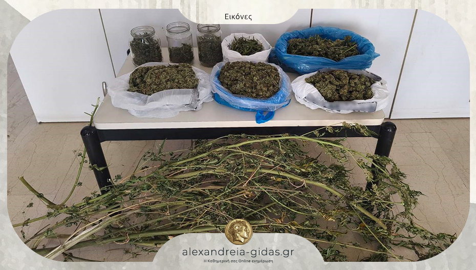 Συλλήψεις στην Πέλλα για ναρκωτικά – κατασχέθηκαν δενδρύλλια και ακατέργαστη κάνναβη