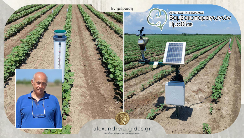 Δρ Μωχάμεντ Νταράουσε: Βαμβάκι σε κρίσιμη καμπή – προκλήσεις, προβληματισμοί και ανάγκη για συλλογικές λύσεις