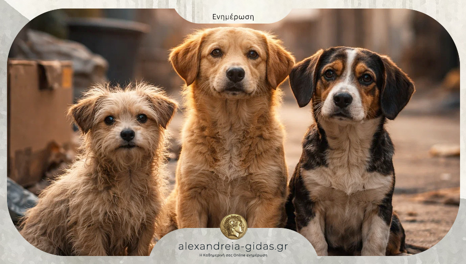 A Casa d’ Irene: Νέος Εθελοντικός Φιλοζωικός Φορέας στην Αλεξάνδρεια