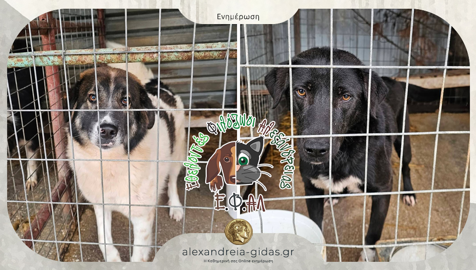 Έκκληση του φιλοζωικού συλλόγου ΕΦΑΛ Αλεξάνδρειας