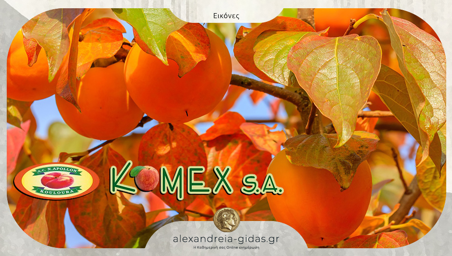 Λωτός από την Α.Ε.Σ. ΚΟΜΕΞ: Ένα ξεχωριστό φρούτο με γεύση και θρεπτική αξία