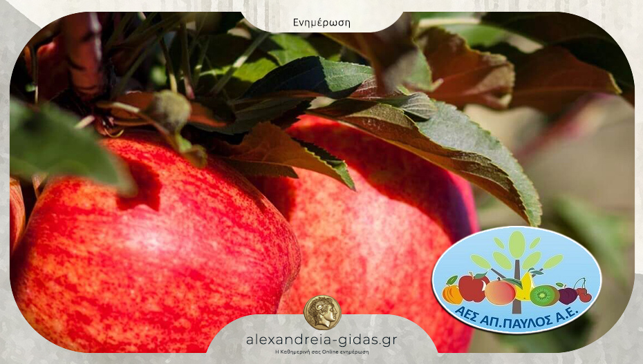 Ο.Π. Α.Ε.Σ. ΑΠΟΣΤΟΛΟΣ ΠΑΥΛΟΣ: Το μήλο ως σύμμαχος υγείας και ποιότητας στη σύγχρονη διατροφή