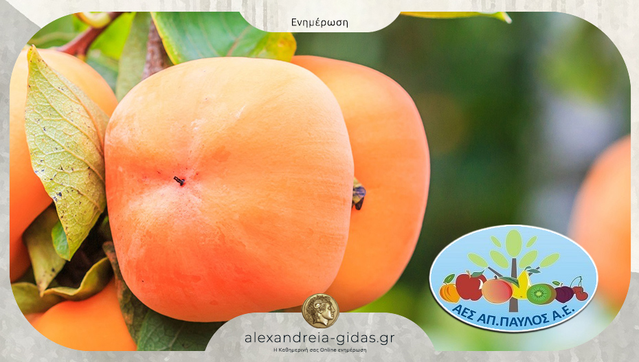 Ο.Π. Α.Ε.Σ. ΑΠΟΣΤΟΛΟΣ ΠΑΥΛΟΣ και λωτός: Ποιότητα παραγωγής και αξία για την υγεία