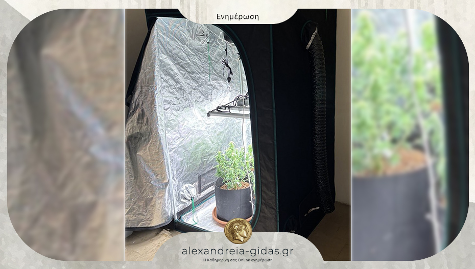 Ειδικά διαμορφωμένος χώρος καλλιέργειας κάνναβης σε σπίτι της Πέλλας – μία σύλληψη